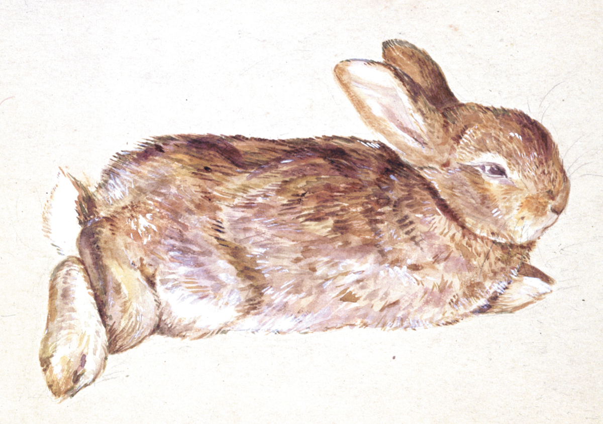 Beatrix Potter, the Flopsy Bunnies and the British Museum